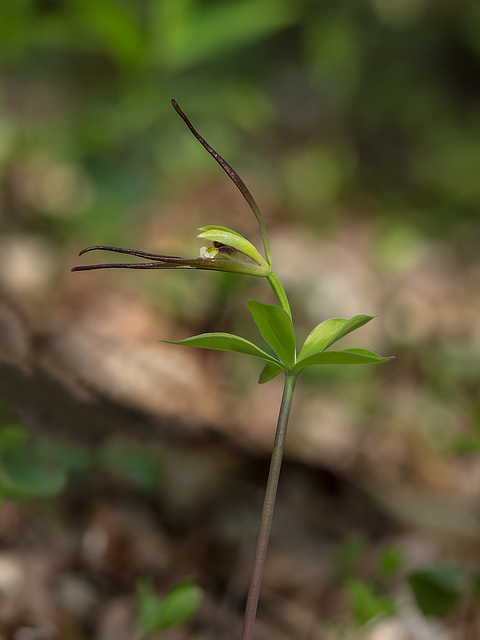 Isotria verticillata (Large Whorled Pogonia orchid)