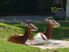 Schönbrunn Zoo (21) - 21 August 2017