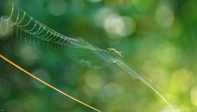 Verde settembre