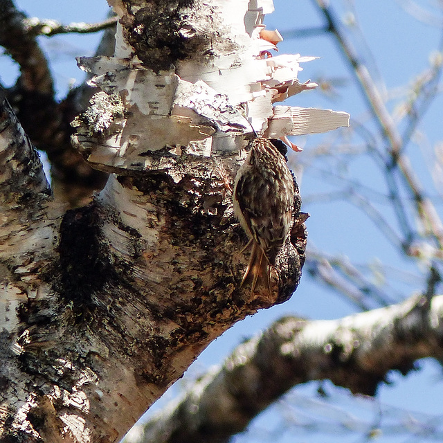 Day 6, Brown Creeper, Tadoussac, Ontario