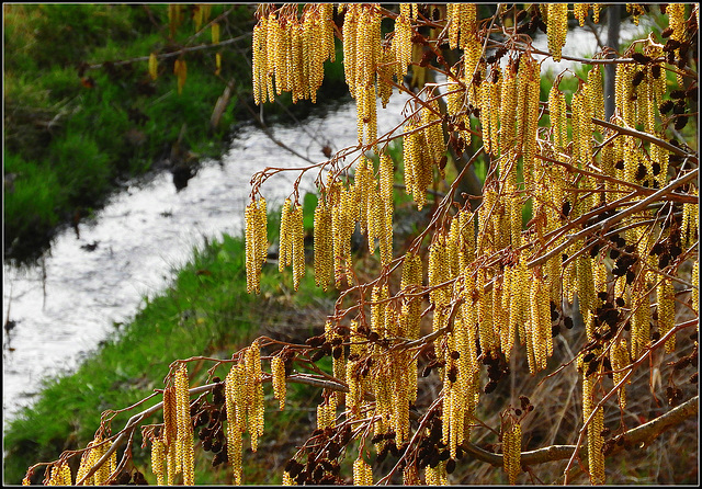 a brook runs trough