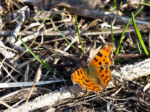 Will a butterfly say if it's already spring?