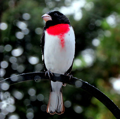 Rosebreasted Grosbeak...