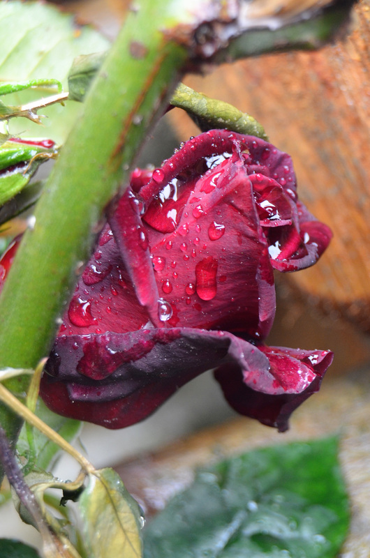 Des perles de pluie