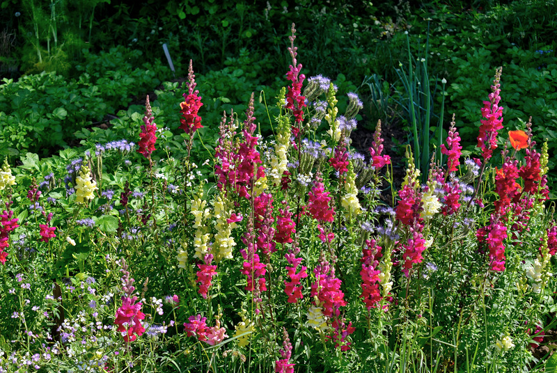 Farbenpracht am Wegesrand