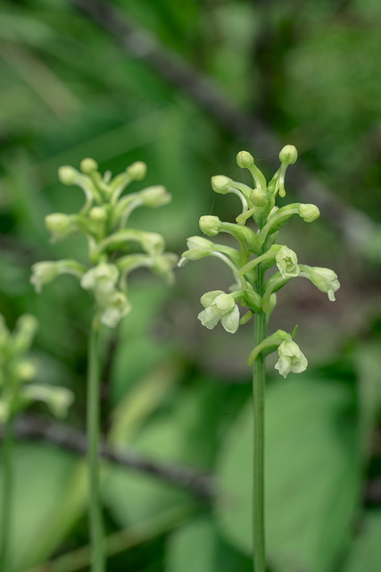 Gymnadeniopsis clavellata (Club-spur orchid)