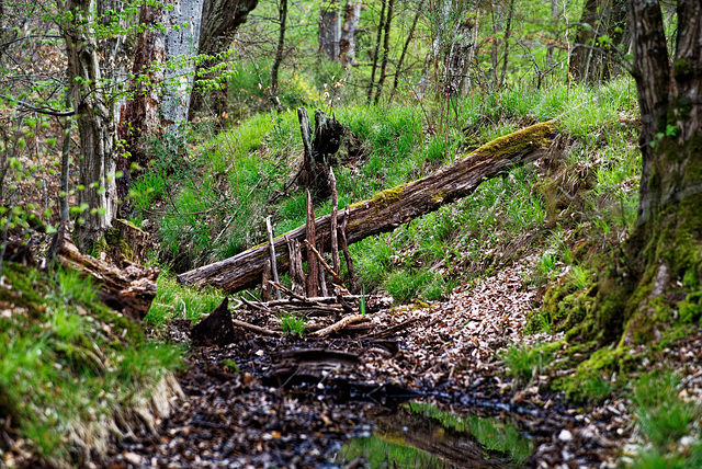 21.05.01 Darmstädter Wald 2