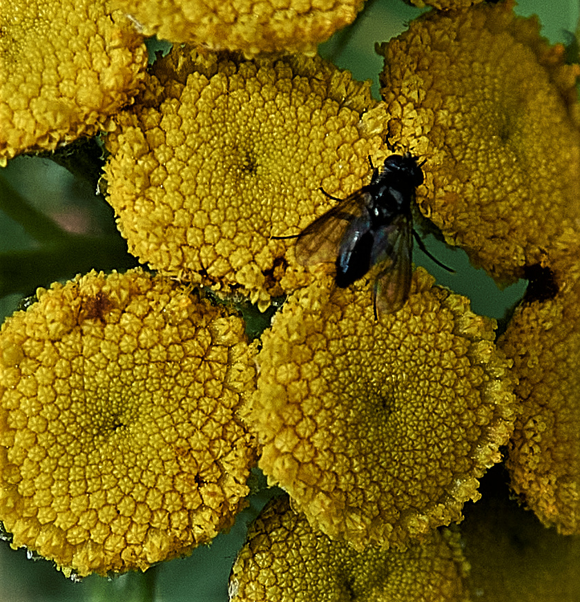 Yella Fella