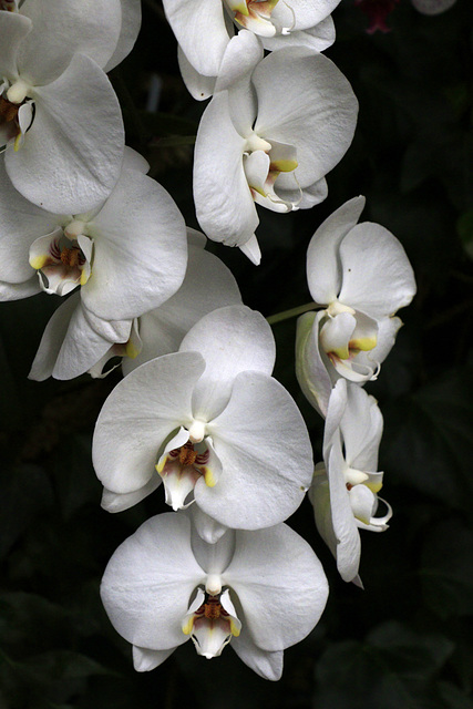 Phalaenopsis