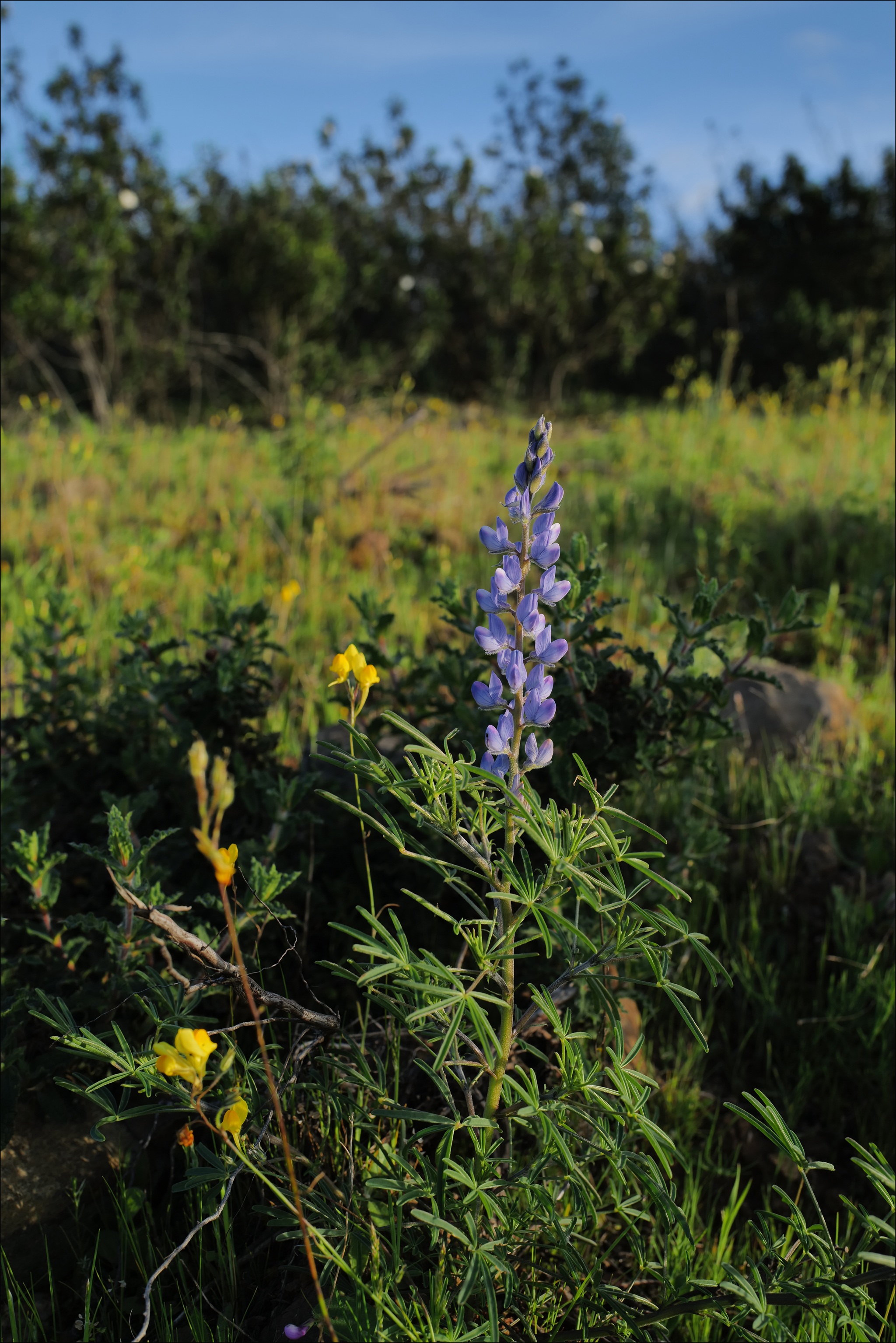 Lupinus angustifolius, Fabaceae, Penedos