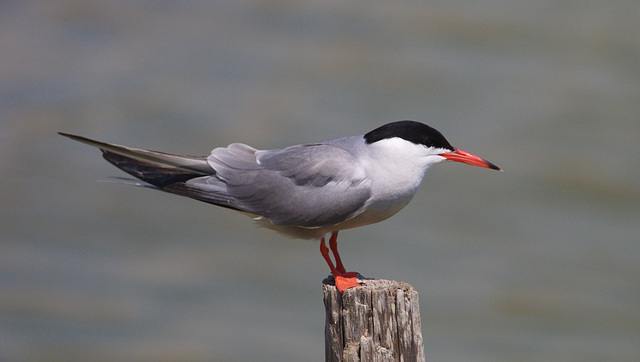 EF7A0421 Common Tern