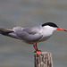 EF7A0421 Common Tern