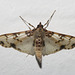 IMG 2326 Moth-1