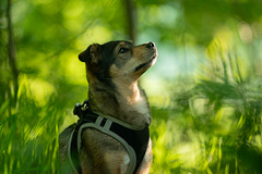 Nala3