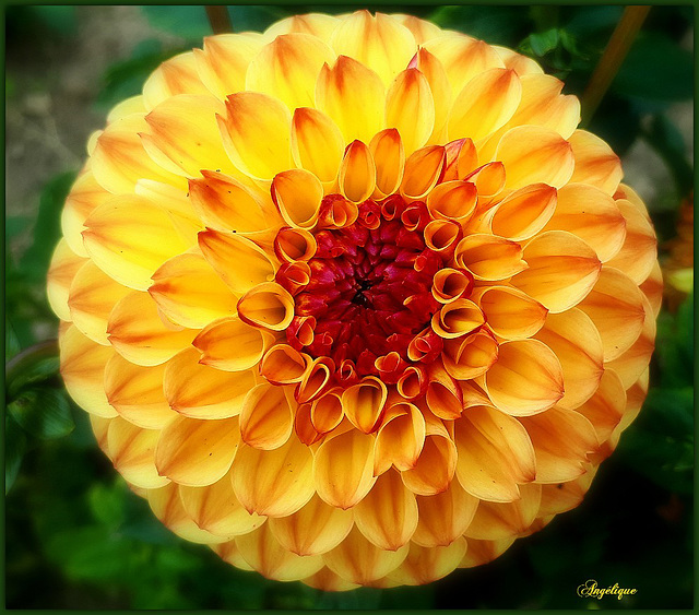 Bon mardi à tous ***********❤️