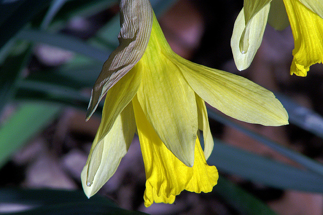 Super Paragon Flower