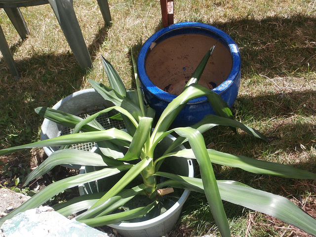 Top of yucca in water to see if it'll grow roots