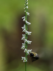 Spiranthes lacera var. gracilis (Southern Slender Ladies'-tresses orchid)