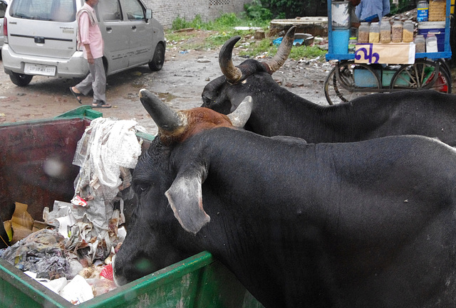 Two buffalo eating out of a bin