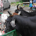 Two buffalo eating out of a bin