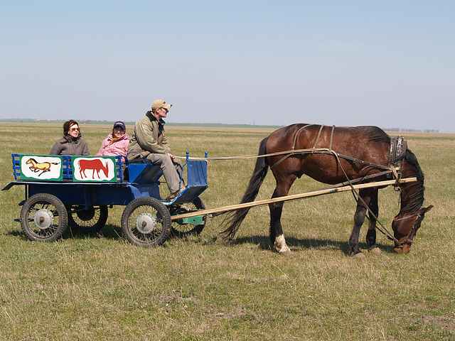 Поездка по заповедной степи / A trip to the protected steppe is allowed only on a cart with horse