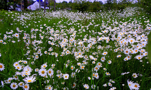 Springflowers