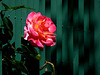 non si può imprigionare una rosa... HFF !