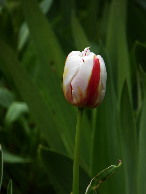 tulipe