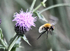 Kleine Biene und Mariendistel