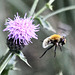 Kleine Biene und Mariendistel