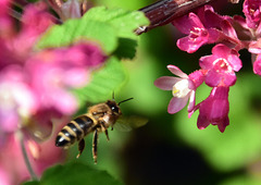 Biene im Anflug auf eine Johannisbeerblüte