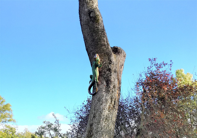 Have you ever seen a climbing lizard?