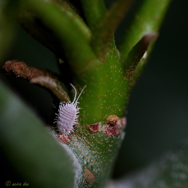 Cochenille  en confinement