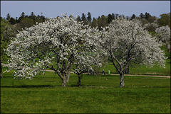 Osterfrieden