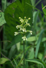 Gymnadeniopsis clavellata (Club-spur orchid)