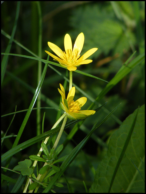 celandine