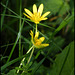 celandine