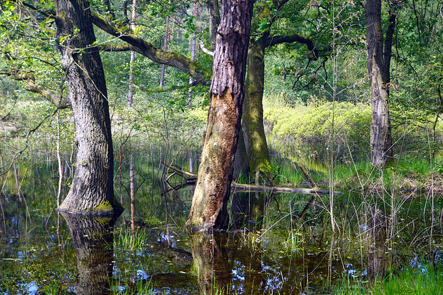 wet in the strabrechtse vennen