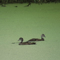 Pair of juvenile wood ducks