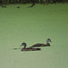 Pair of juvenile wood ducks