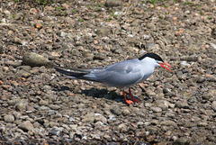 EF7A0457 Common Tern-2