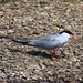 EF7A0457 Common Tern-2