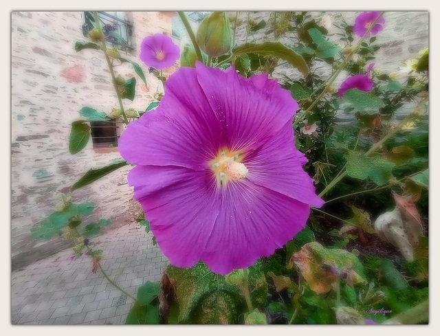 Rose Trémière ..............Belle journée mes ami(e)s ❤️