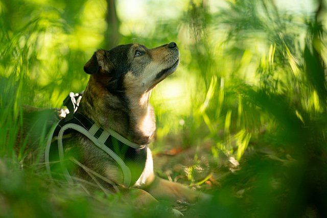 Nala2