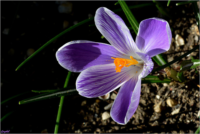 Le crocus rayé ...