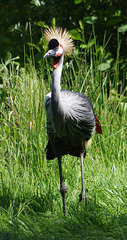 grue royale - parc aux oiseaux Villars les Dombes