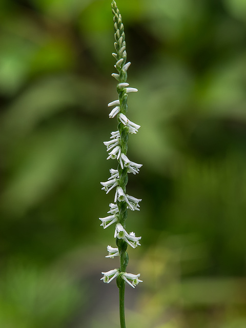 Spiranthes lacera var. gracilis (Southern Slender Ladies'-tresses orchid)