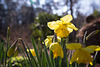 First daffodils 2016