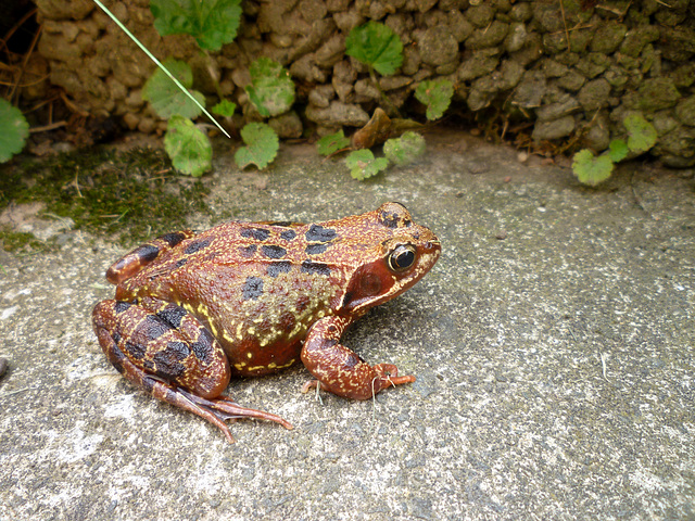 Common Frog