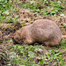 20160812 2245VRAw [D~ST] Schwarzschwanz-Präriehund (Cynomys ludovicianus), Zoo Rheine